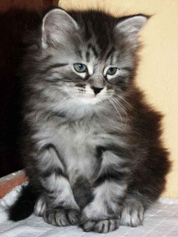 (44)sibiřská kočka.jpg